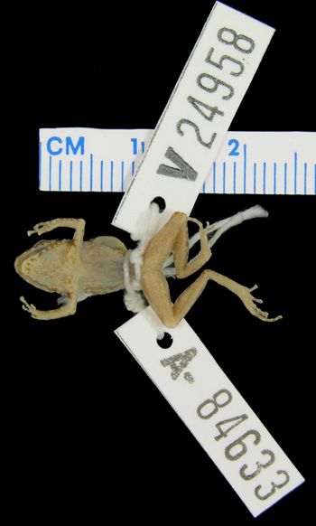 Media type: image; Herpetology A-84633